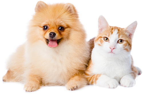 agence-hudikforanimals-spitz-chat