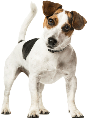 agence-hudikforanimals-chien-jackrussel agence-hudikforanimals-chien-jackrussel