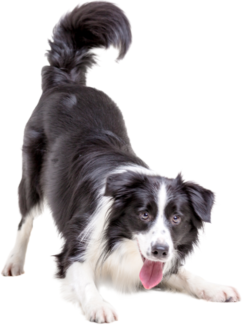 hudikforanimals-chien-noir hudikforanimals-chien-noir