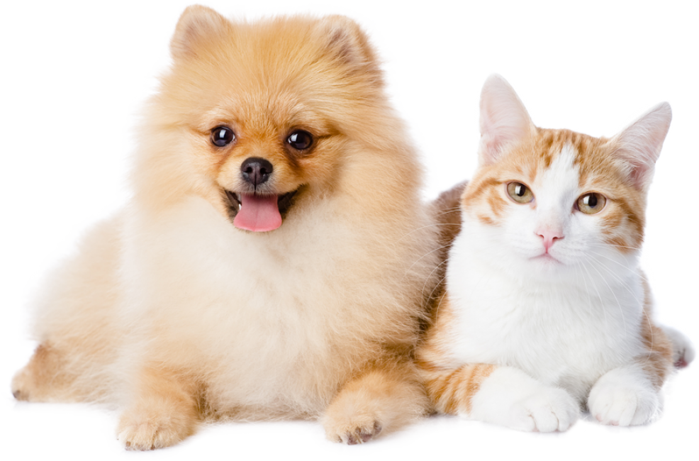 hudikforanimals-spitz-chat hudikforanimals-spitz-chat